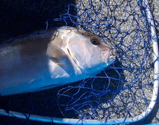 Sambo Jigging-a fine line Sambo Jigging-a fine line